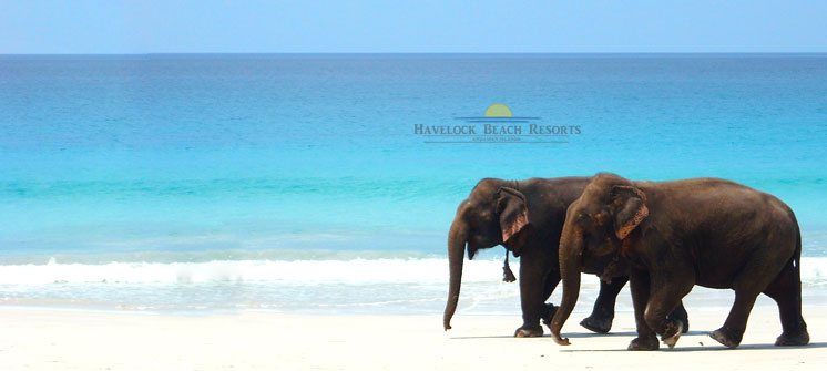 Elephant Beach